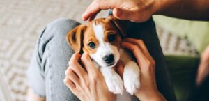 Joys of Raising a Puppy Adoption West Michigan