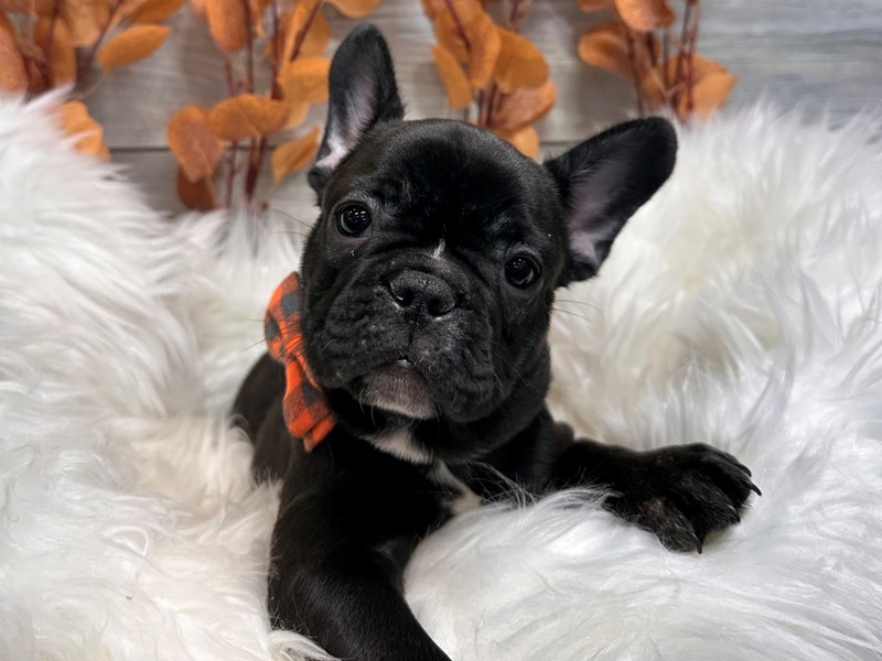 French Bulldog-Male-Brindle-3956588-The Barking Boutique