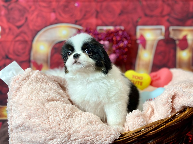 Japanese Chin-Male-Black / White-3988681-The Barking Boutique