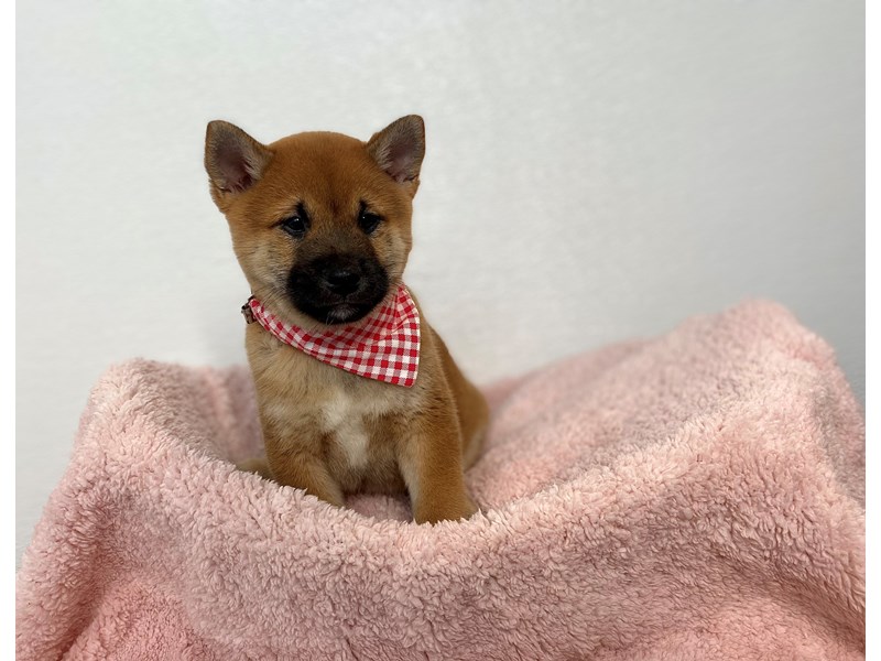 Shiba Inu-Male-Red / White-4009677-The Barking Boutique