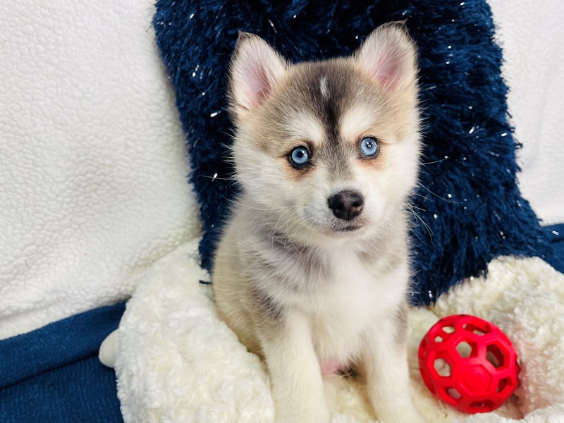 Pomsky-Female-Gry & wht-4022237-The Barking Boutique