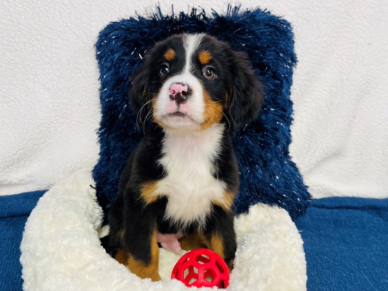 Bernese Mountain Dog-Male-Tri-Colored-4020169-The Barking Boutique