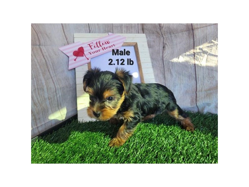 Yorkshire Terrier-Male-Black / Tan-4028231-The Barking Boutique