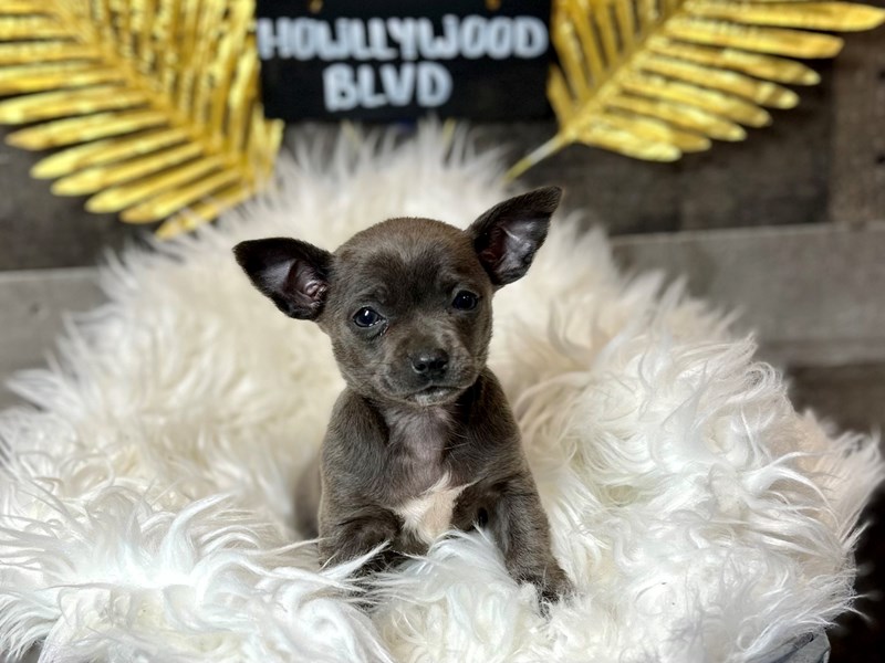 Chihuahua-Female-Blue / White-4028242-The Barking Boutique