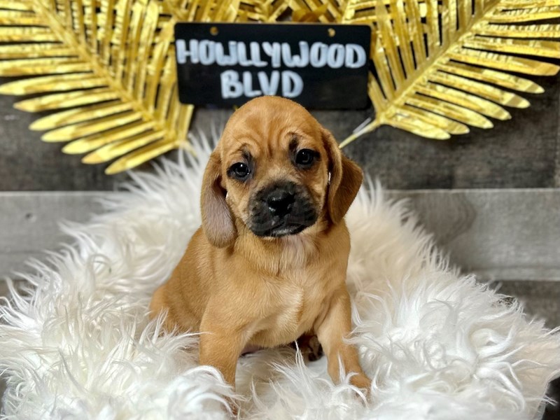 Puggle-Female-Fawn-4028224-The Barking Boutique