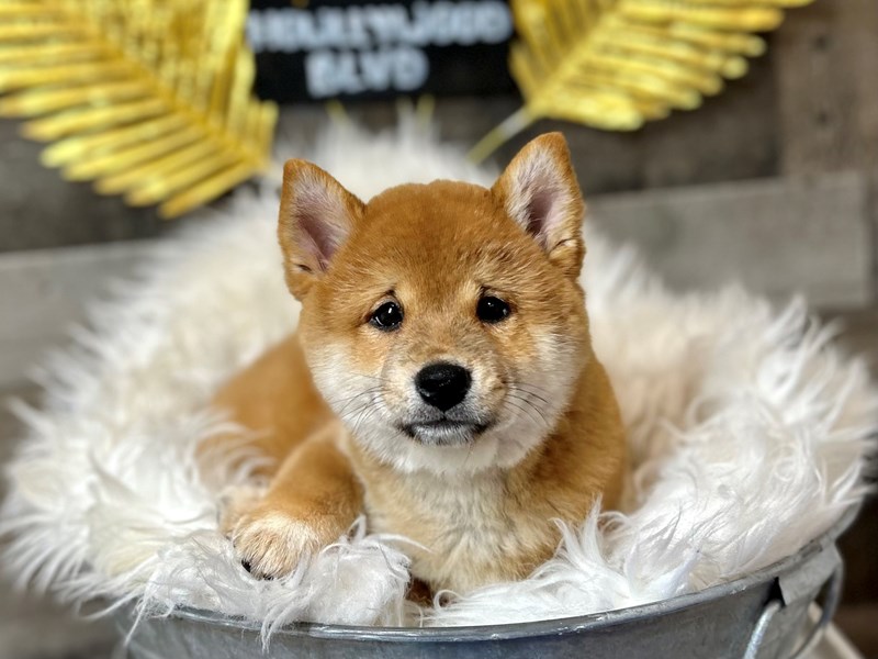 Shiba Inu-Male-Red / White-4028257-The Barking Boutique