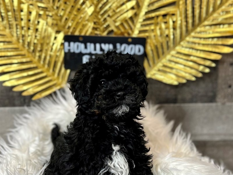 Aussiedoodle Mini – Mary Puppins