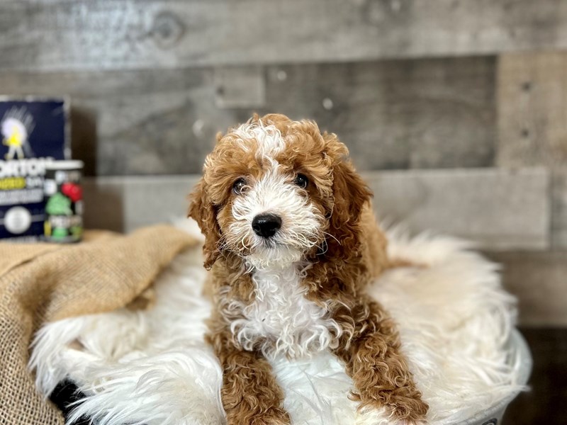 F1b Cavapoo-Male-Red-4038276-The Barking Boutique