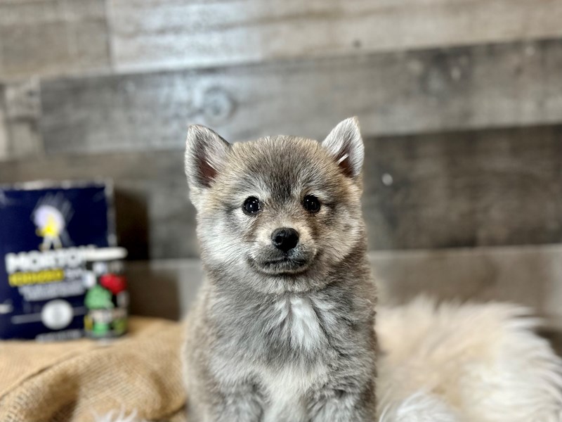 F1B Pomsky-Male-Sable-4038272-The Barking Boutique