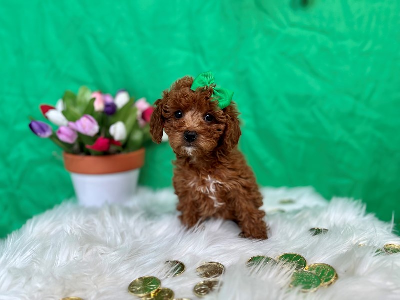 F1B micro mini Goldendoodle-Female-Red-4042817-The Barking Boutique