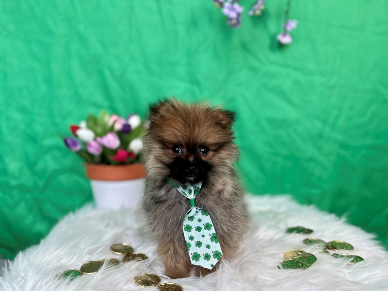 Pomeranian-Male-Chocolate Sable-4038271-The Barking Boutique
