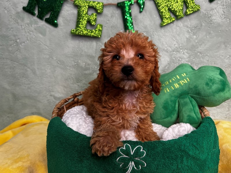 F1B micro mini Goldendoodle-Male-Red-4042796-The Barking Boutique