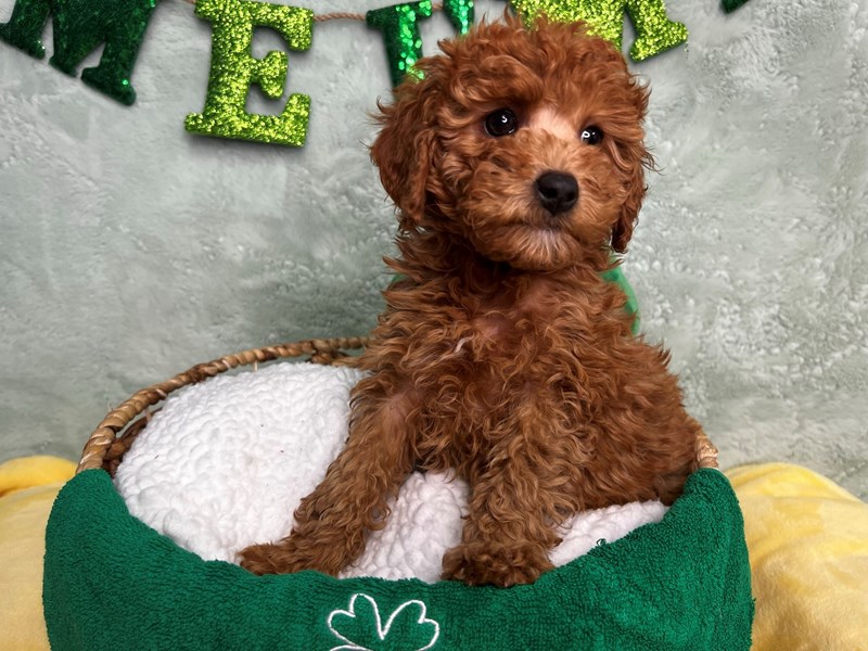 F1B micro mini Goldendoodle-Female-Red-4042813-The Barking Boutique
