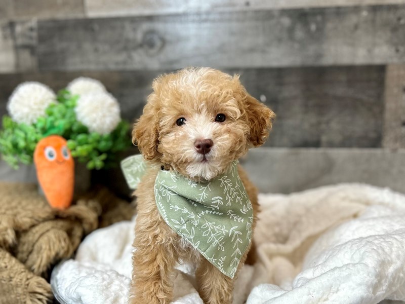 Poodle Mini-Male-Red-4050690-The Barking Boutique