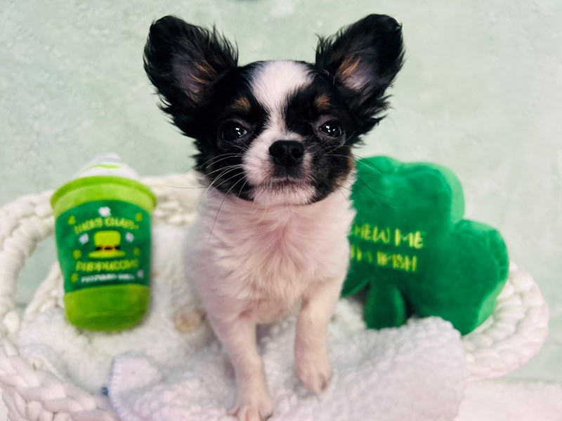 Chihuahua-Male-Tri-4053240-The Barking Boutique