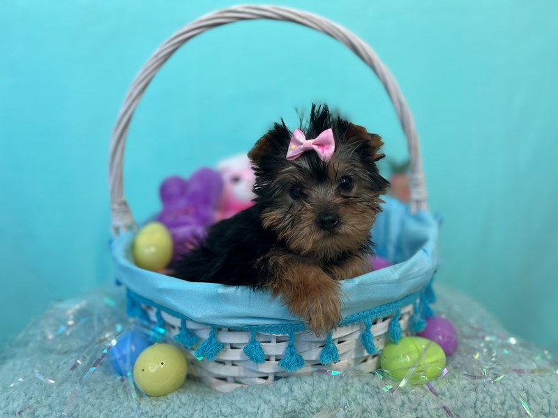 Yorkshire Terrier-Female-Black / Tan-4053860-The Barking Boutique