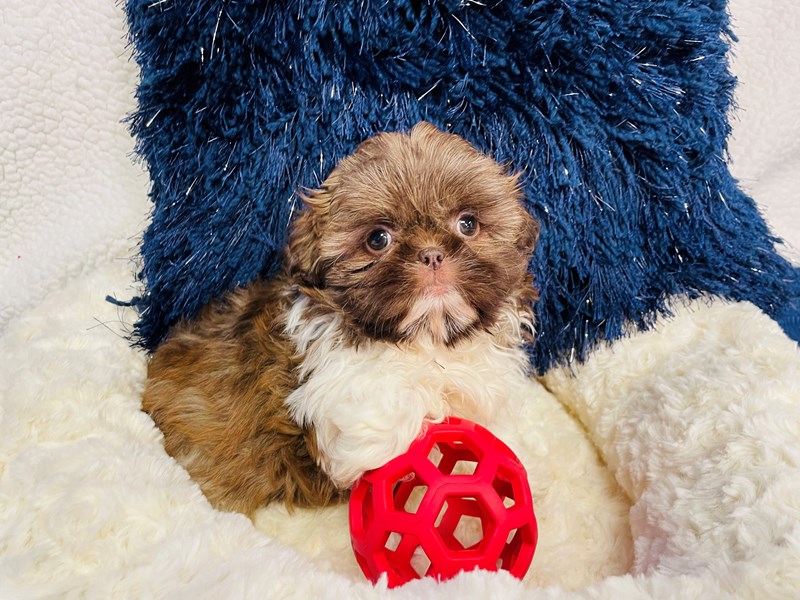 Shih Tzu-Male-Sable-4022244-The Barking Boutique