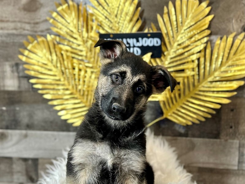 German Shepherd Dog – LL Drool J