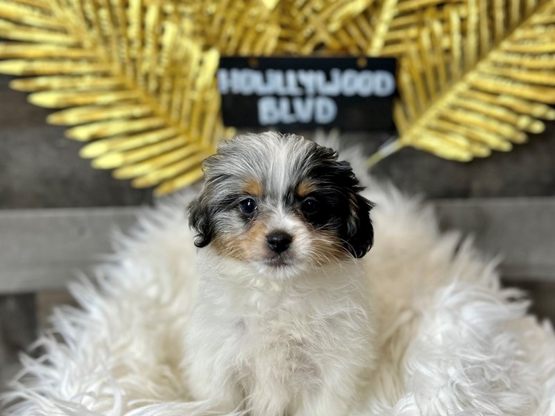 Pomapoo-Male-Blue / White-4028249-The Barking Boutique
