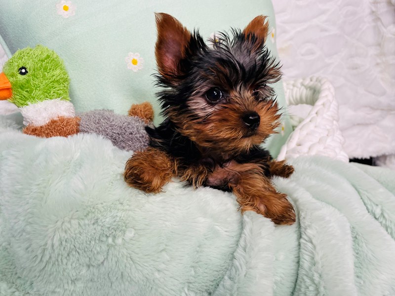Yorkshire Terrier – Maxwell