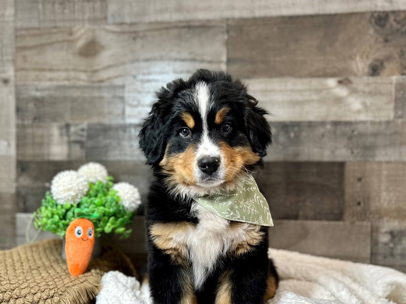 Bernese Mountain Dog-Male-Tri Color-4053851-The Barking Boutique