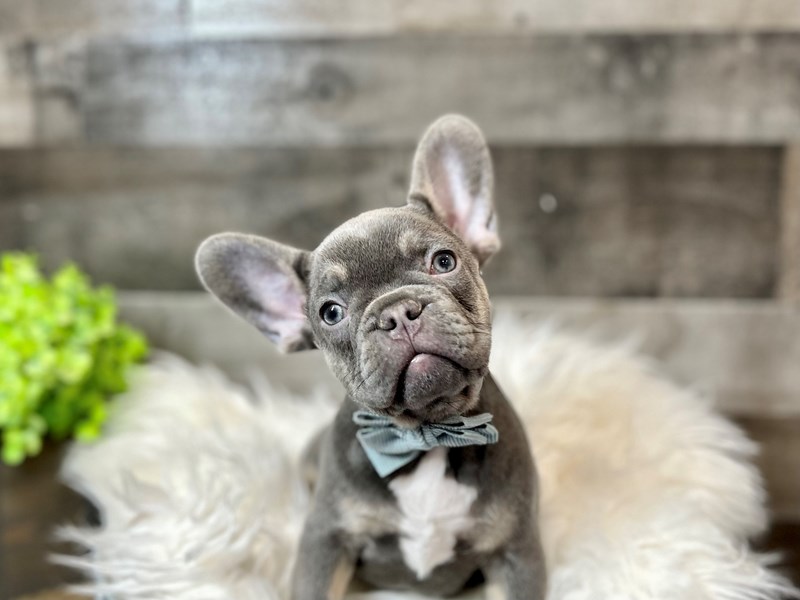 French Bulldog-Male-Blue & Tan-4073680-The Barking Boutique