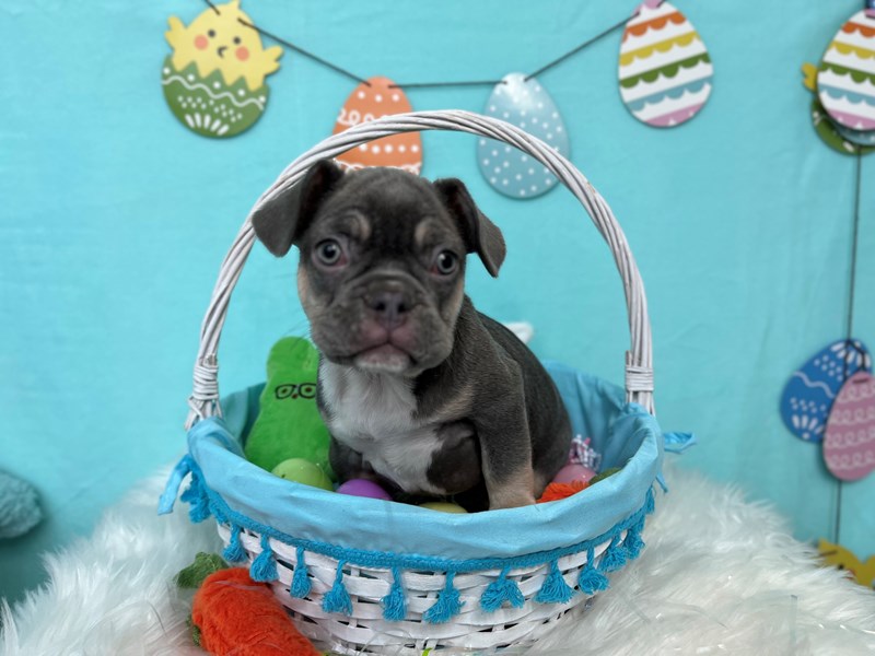 French Bulldog-Male-Blue & Tan-4073717-The Barking Boutique