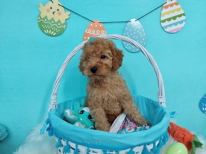 Cavapoo-Female-Red-4069001-The Barking Boutique