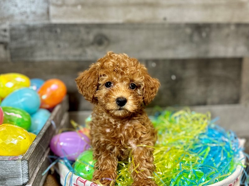 Poodle Mini-Female-Red-4080021-The Barking Boutique