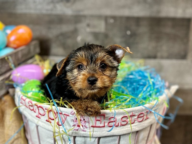 Yorkshire Terrier – Easter