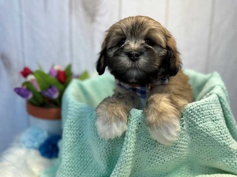 Lhasa Apso-Male-Golden / White-4088559-The Barking Boutique