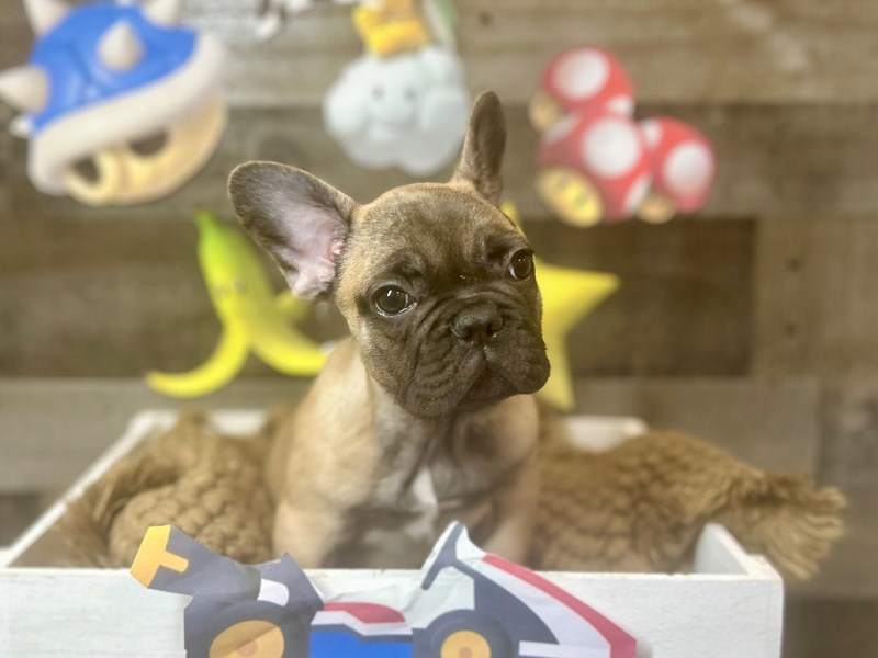 French Bulldog-Male-Fawn-4098595-The Barking Boutique
