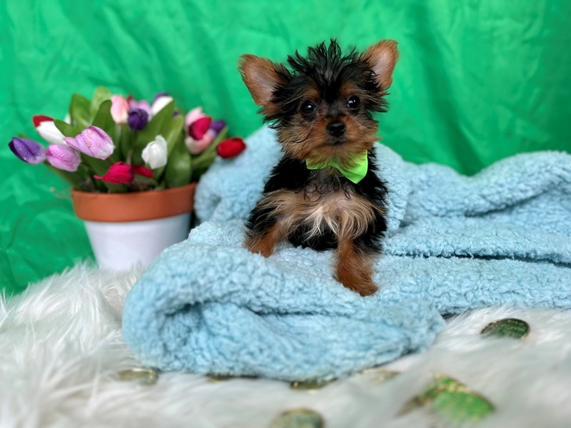 Yorkshire Terrier-Male-Black / Tan-4038255-The Barking Boutique