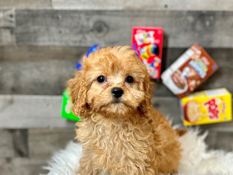 Cavapoo-Female-Red-4088560-The Barking Boutique