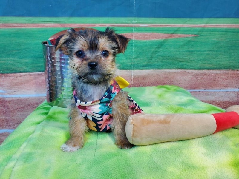 Shorkie-Female-Brown-4098589-The Barking Boutique