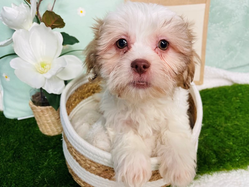 Teddy Bear-Female-Liver / White-4110139-The Barking Boutique