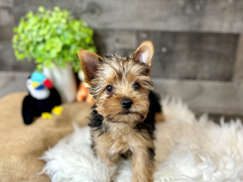 Yorkshire Terrier-Male-Black / Tan-4118753-The Barking Boutique