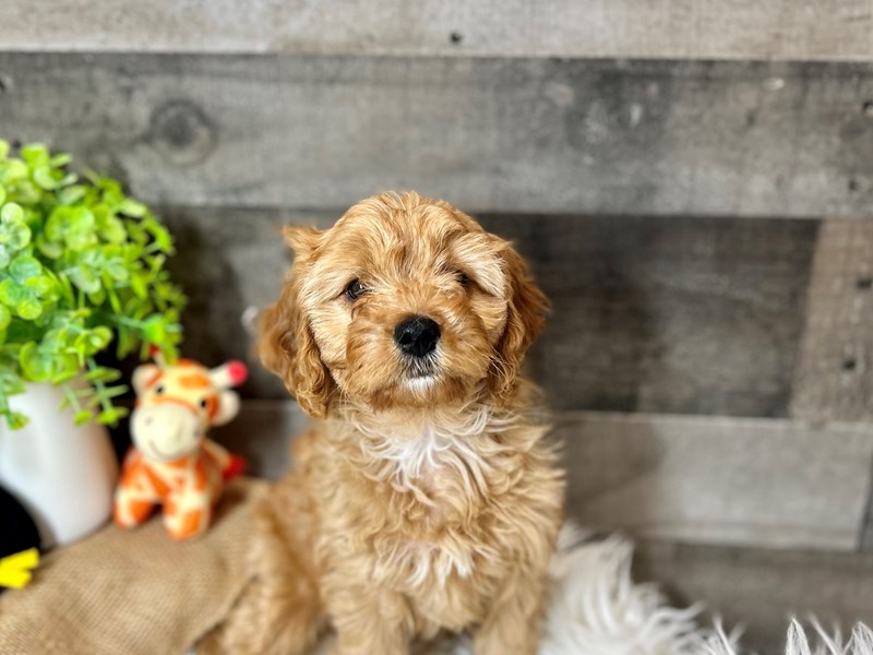 Cavapoo-Female-Ruby-4118392-The Barking Boutique