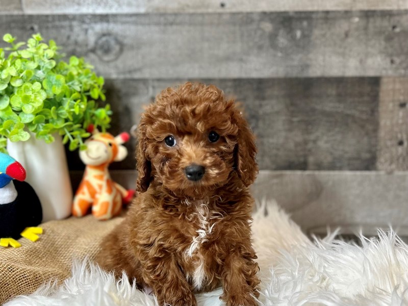 F1b Cavapoo-Male-Red-4118383-The Barking Boutique