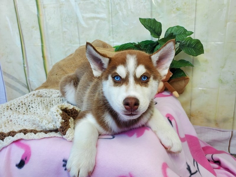 Siberian Husky-Male-Red / White-4118397-The Barking Boutique