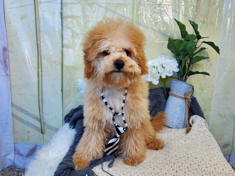 F1b Cavapoo-Male--4012112-The Barking Boutique