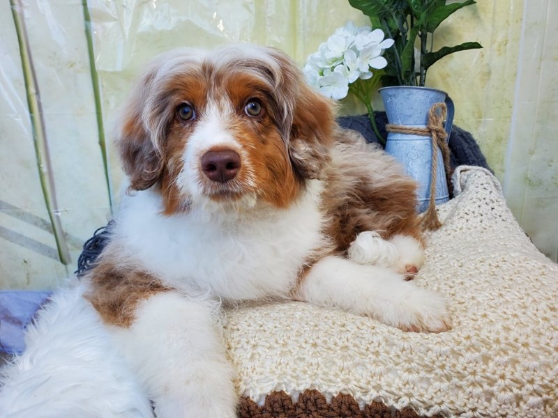 Aussiedoodle Mini-Male-Red Merle-4028252-The Barking Boutique