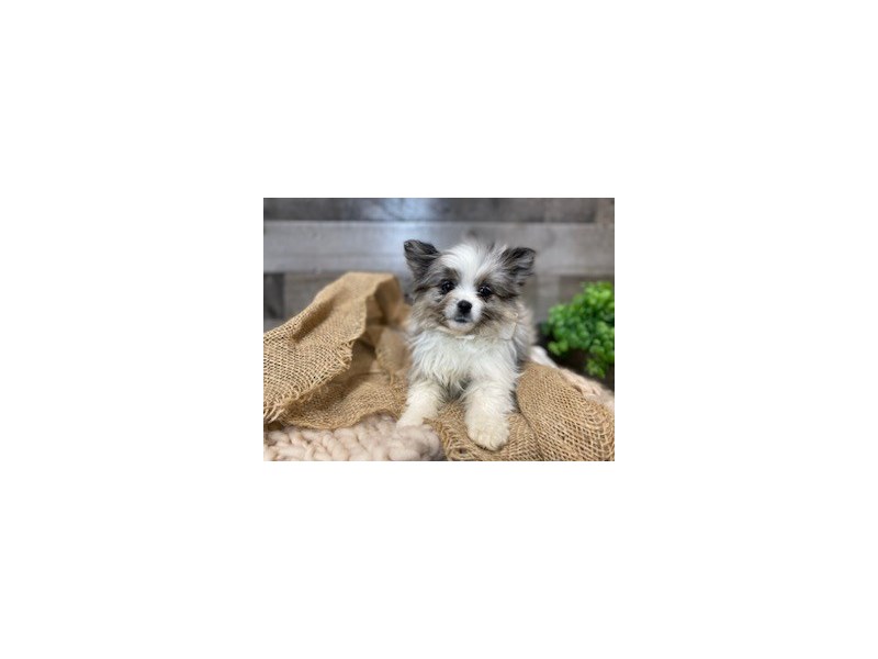Pomeranian-Female-Merle & Wht-4127921-The Barking Boutique
