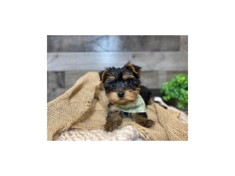 Yorkshire Terrier-Male-Black / Tan-4127477-The Barking Boutique