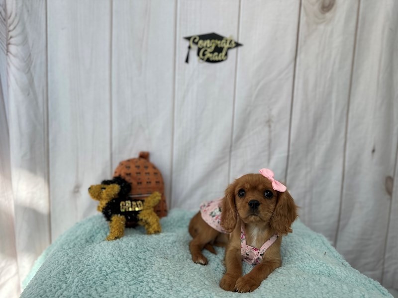 Cavalier King Charles Spaniel-Female-Ruby-4129145-The Barking Boutique