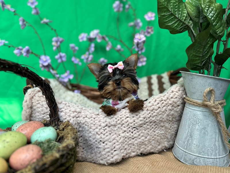 Yorkshire Terrier-Female-Black / Tan-4136600-The Barking Boutique