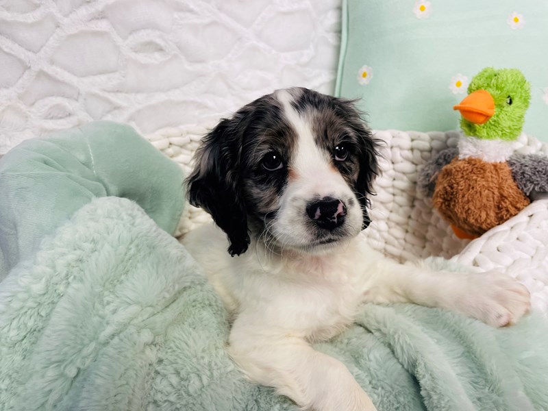 Cock A Poo-Male-Blue Merle / White-4054130-The Barking Boutique