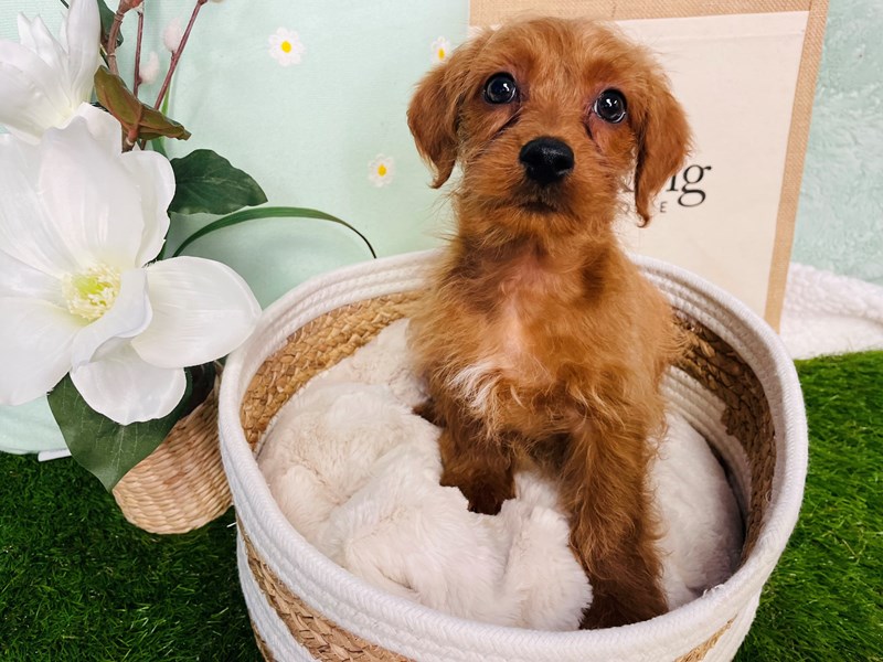 Yorkiepoo-Male-Red-4110110-The Barking Boutique