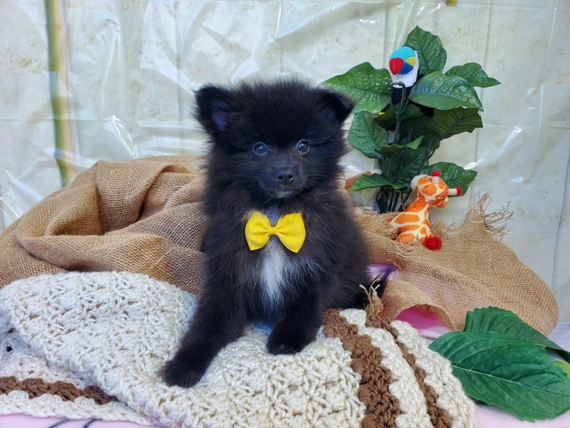 Pomeranian-Male-Black-4118387-The Barking Boutique
