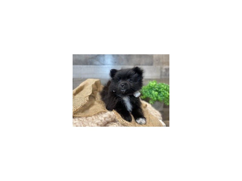 Pomeranian-Female-Blk-4127931-The Barking Boutique